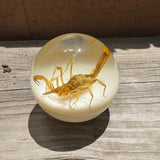 Tan Scorpion Shift Knob