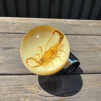 Scorpion Steering Wheel Knob