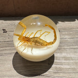 Tan Scorpion Shift Knob