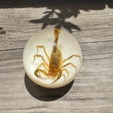 Tan Scorpion Shift Knob