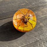 Spider & Orange/Yellow Flower Shift Knob