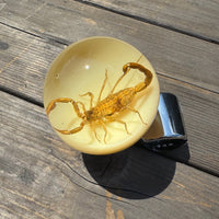Scorpion Steering Wheel Knob