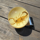 Scorpion Steering Wheel Knob