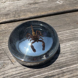 Scorpion Bayonet Gas Cap