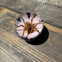 Spider & Flower Shift Knob