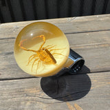Scorpion Steering Wheel Knob