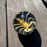 Scorpion Shift Knob
