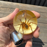 Spider Steering Wheel Knob