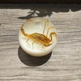 Tan Scorpion Shift Knob