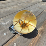 Spider Steering Wheel Knob