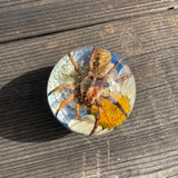 Spider & White Flower Shift Knob