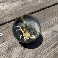 Tan Scorpion Shift Knob