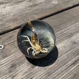 Tan Scorpion Shift Knob