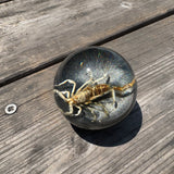 Tan Scorpion Shift Knob