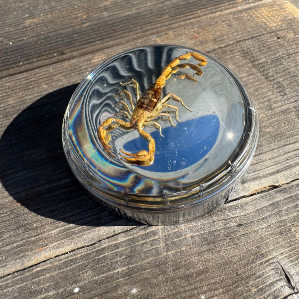 Scorpion and Barbwire Bayonet Gas Cap