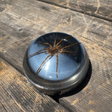 Spider Bayonet Gas Cap