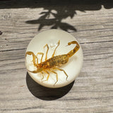 Tan Scorpion Shift Knob