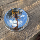 Brown Scorpion Bayonet Gas Cap